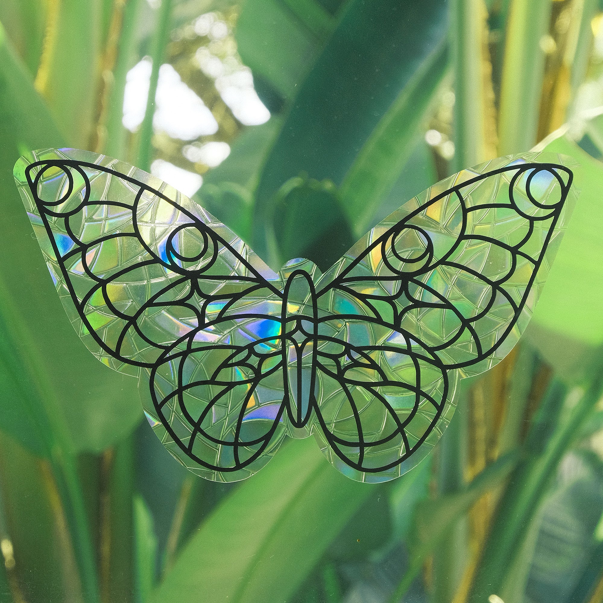 BUTTERFLY - ステイシー Graphium weiskei butterfly | science oddity