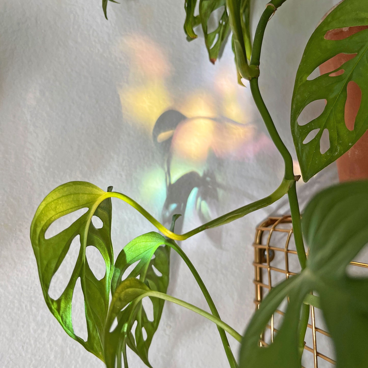 Crow Stained Glass Suncatcher (PRE-ORDER)