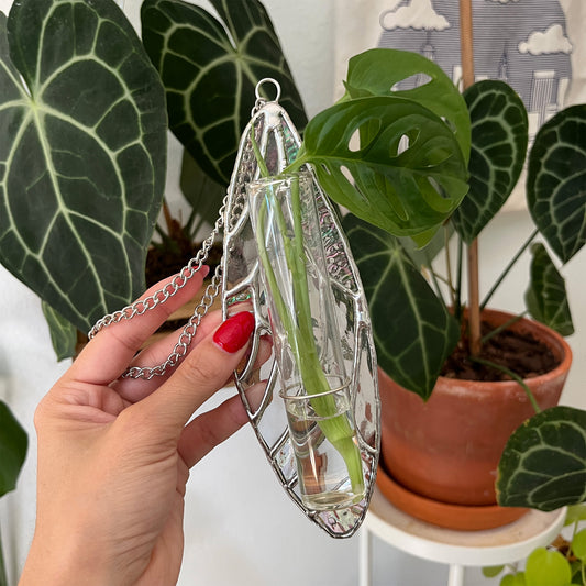 Iridescent Wing Suncatcher - Plant Propagation